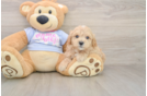 Maltipoo Puppy for Adoption