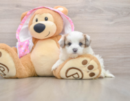 7 week old Maltipoo Puppy For Sale - Premier Pups