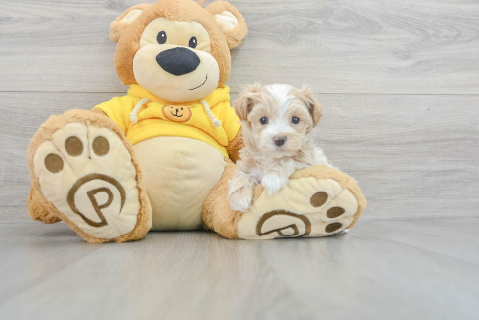 Playful Maltese Poodle Poodle Mix Puppy