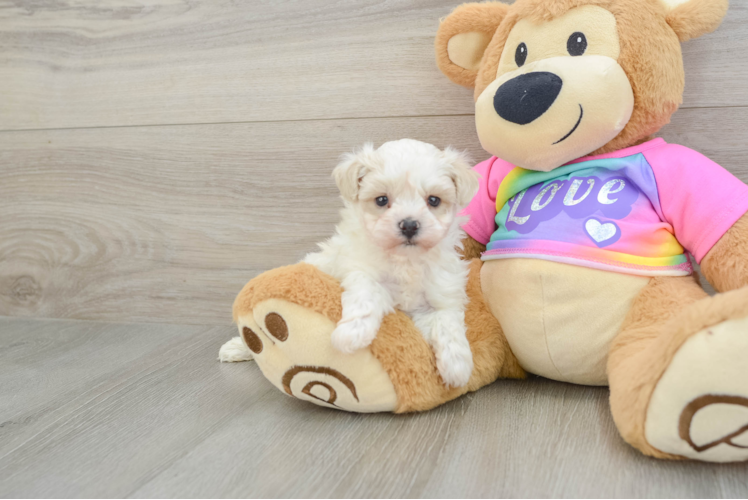 Best Maltipoo Baby