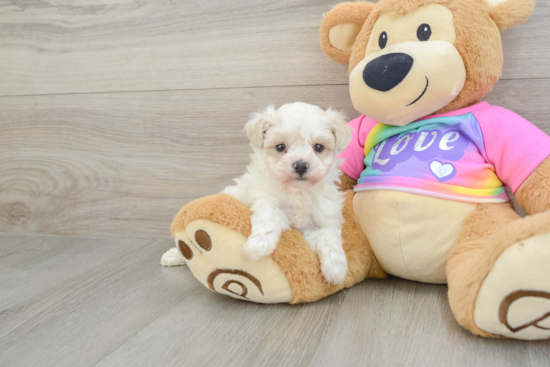 Best Maltipoo Baby