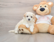 8 week old Maltipoo Puppy For Sale - Premier Pups