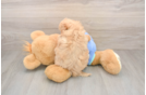 Little Maltidoodle Poodle Mix Puppy