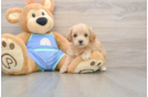 Popular Maltipoo Poodle Mix Pup
