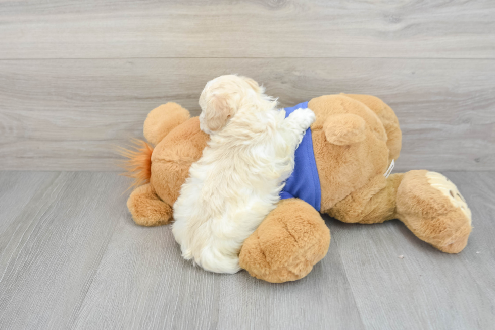 Maltipoo Puppy for Adoption