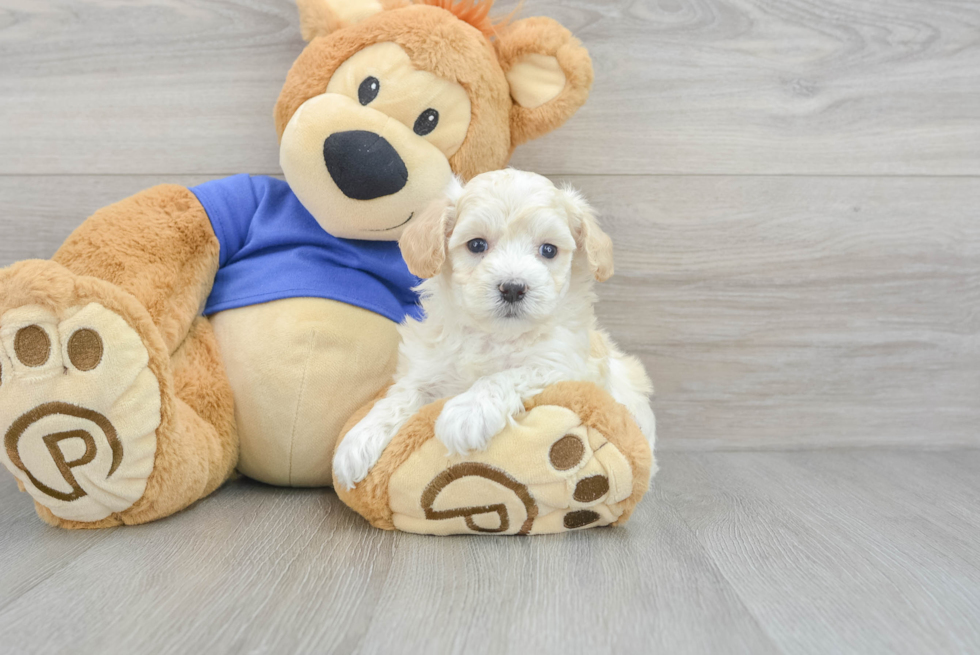 Smart Maltipoo Poodle Mix Pup