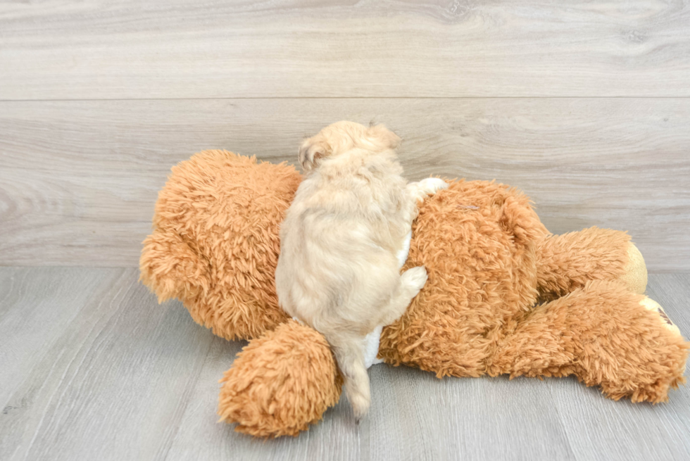 Maltipoo Puppy for Adoption