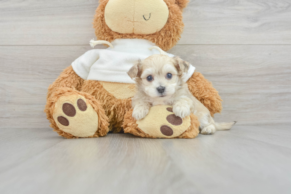 Maltipoo Puppy for Adoption