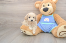 Best Maltipoo Baby