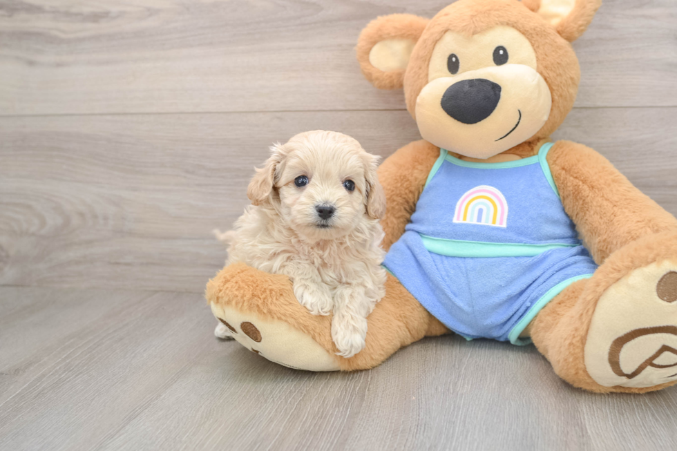 Best Maltipoo Baby