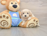 9 week old Maltipoo Puppy For Sale - Premier Pups