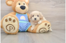 Maltipoo Pup Being Cute