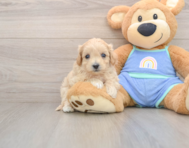 9 week old Maltipoo Puppy For Sale - Premier Pups