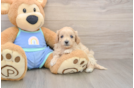 Maltipoo Pup Being Cute