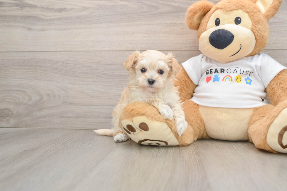 Playful Multipoo Poodle Mix Puppy