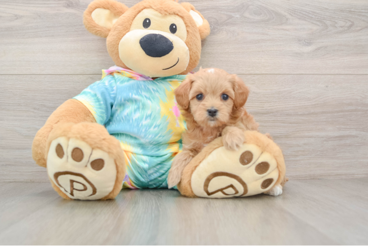 Popular Maltipoo Poodle Mix Pup