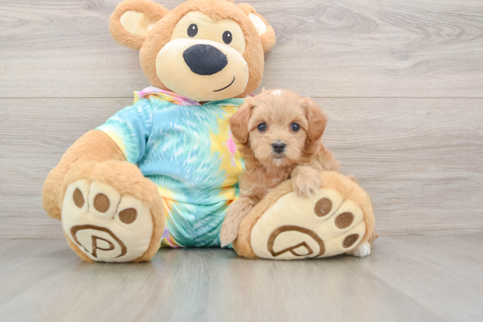 Popular Maltipoo Poodle Mix Pup