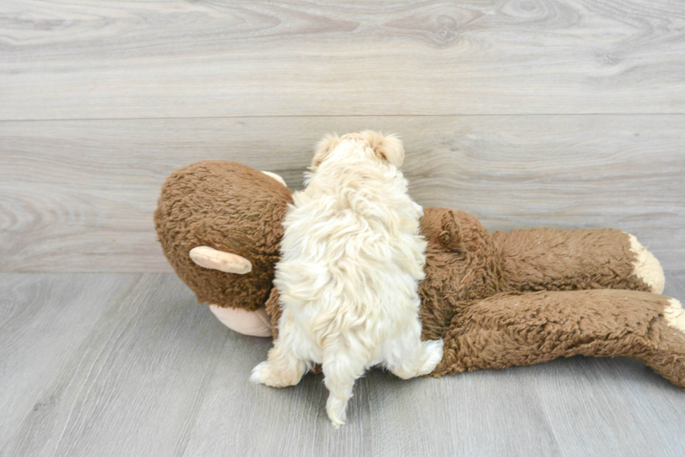 Maltipoo Pup Being Cute