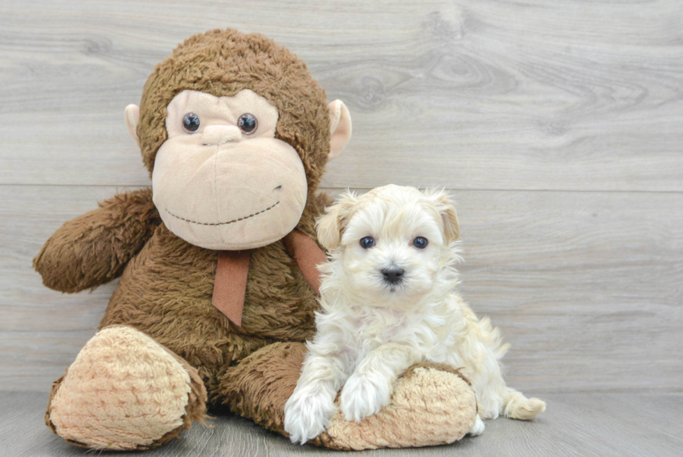 Little Maltese Poodle Poodle Mix Puppy