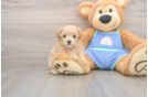 Maltipoo Puppy for Adoption