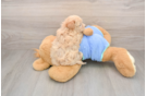 Funny Maltipoo Poodle Mix Pup