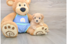 Adorable Maltidoodle Poodle Mix Puppy
