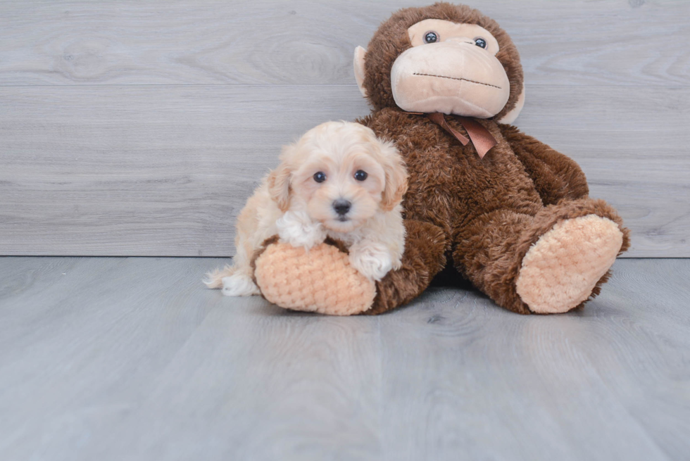 Hypoallergenic Maltese Poodle Poodle Mix Puppy