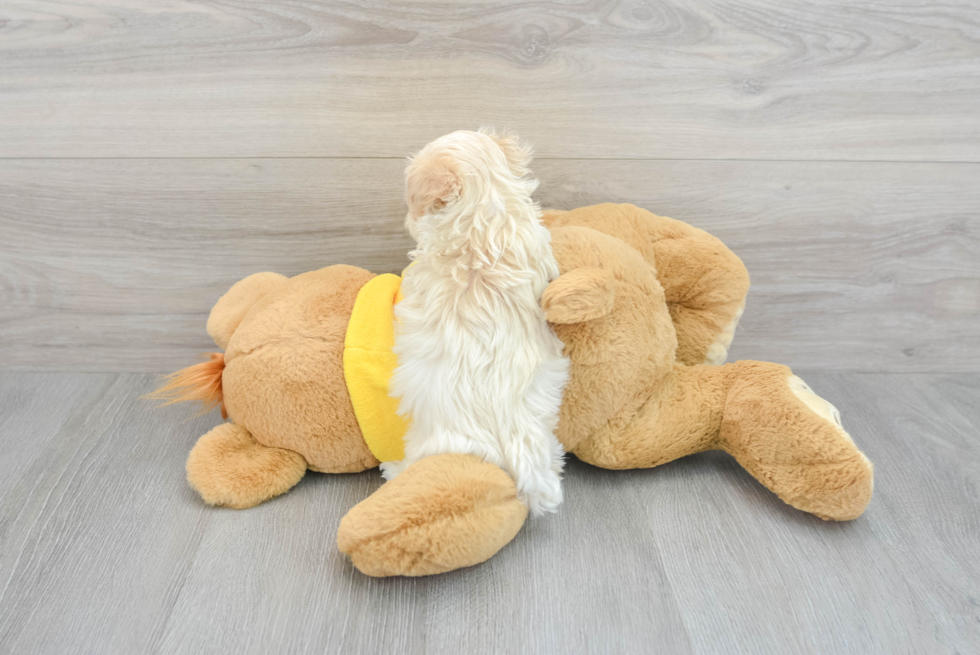 Energetic Maltese Poodle Poodle Mix Puppy