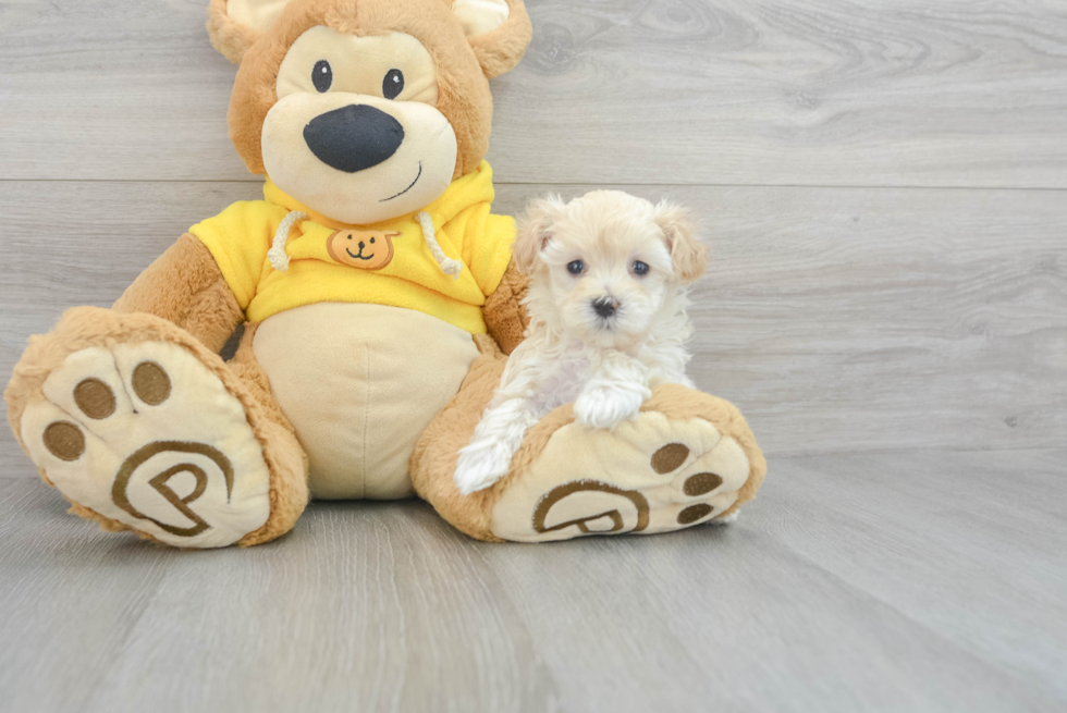 Best Maltipoo Baby