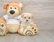 9 week old Maltipoo Puppy For Sale - Premier Pups