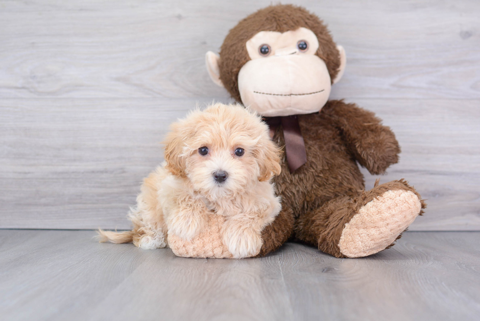 Fluffy Maltipoo Poodle Mix Pup