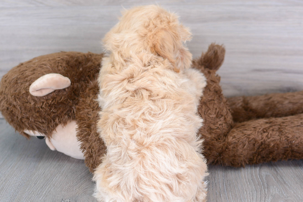 Maltipoo Puppy for Adoption