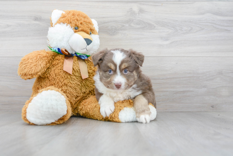 Mini Aussie Pup Being Cute