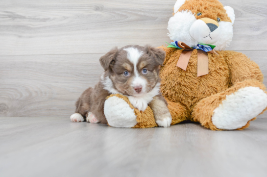Smart Miniature Austrailian Shepherd Purebred Puppy