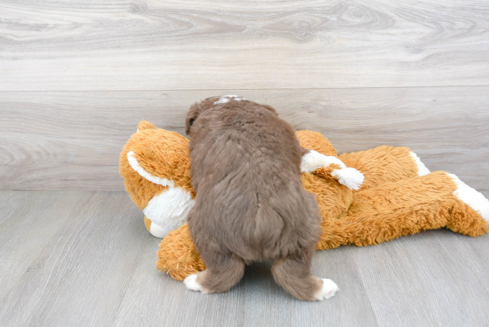 Funny Mini Aussie Purebred Pup