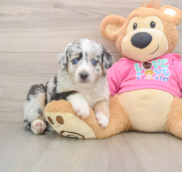 6 week old Mini Aussie Puppy For Sale - Premier Pups