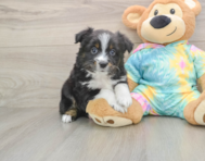 6 week old Mini Aussie Puppy For Sale - Premier Pups