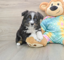 6 week old Mini Aussie Puppy For Sale - Premier Pups