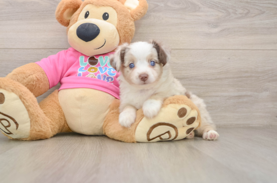 ANNA, a Mini Aussie littermate
