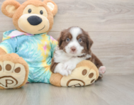 6 week old Mini Aussie Puppy For Sale - Premier Pups