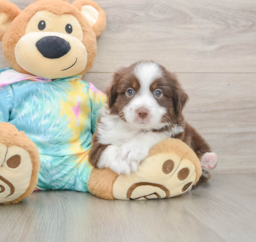 6 week old Mini Aussie Puppy For Sale - Premier Pups