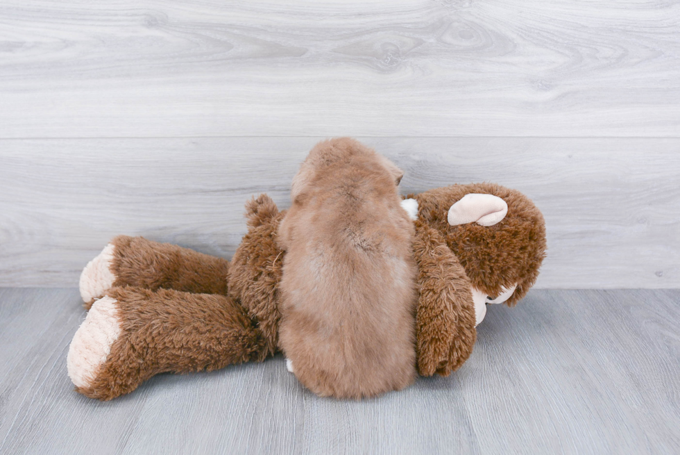 Little Mini Aussie Purebred Pup