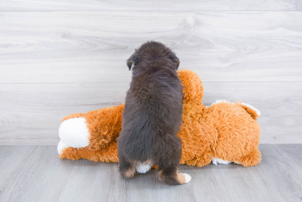 Best Mini Aussie Baby