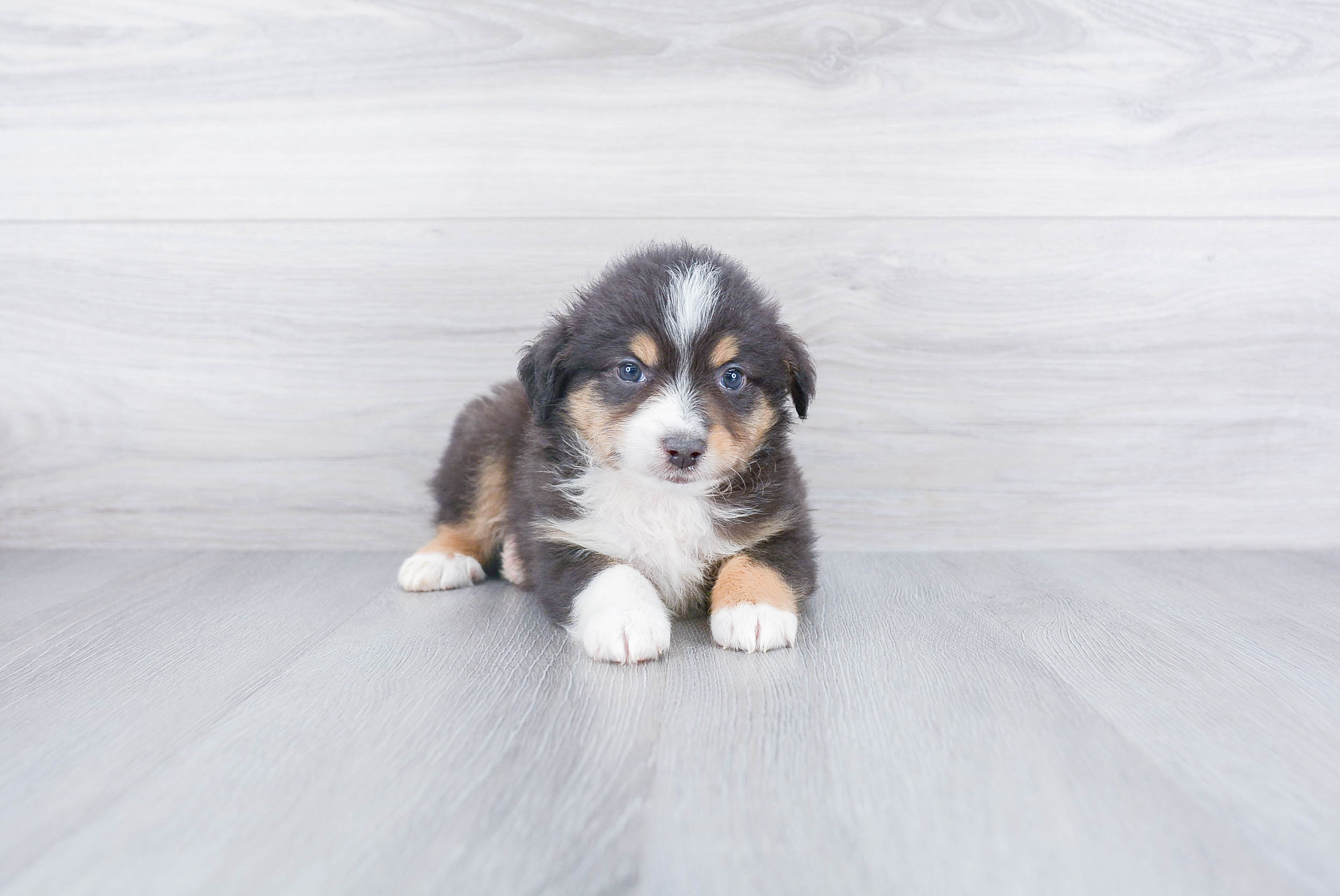 Best Mini Aussie Baby