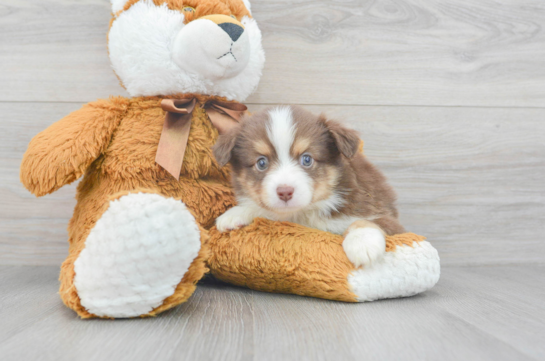 Mini Aussie Pup Being Cute