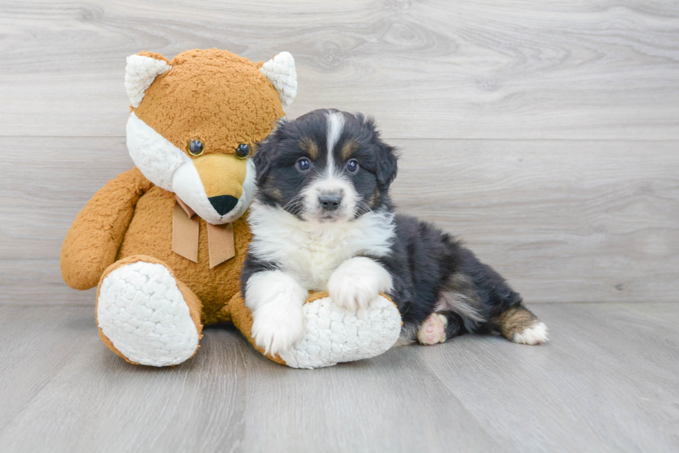Best Mini Aussie Baby