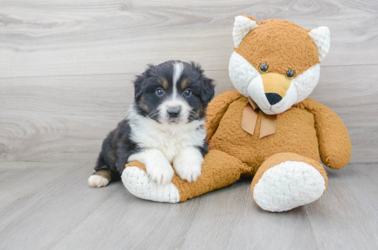 Mini Aussie Pup Being Cute