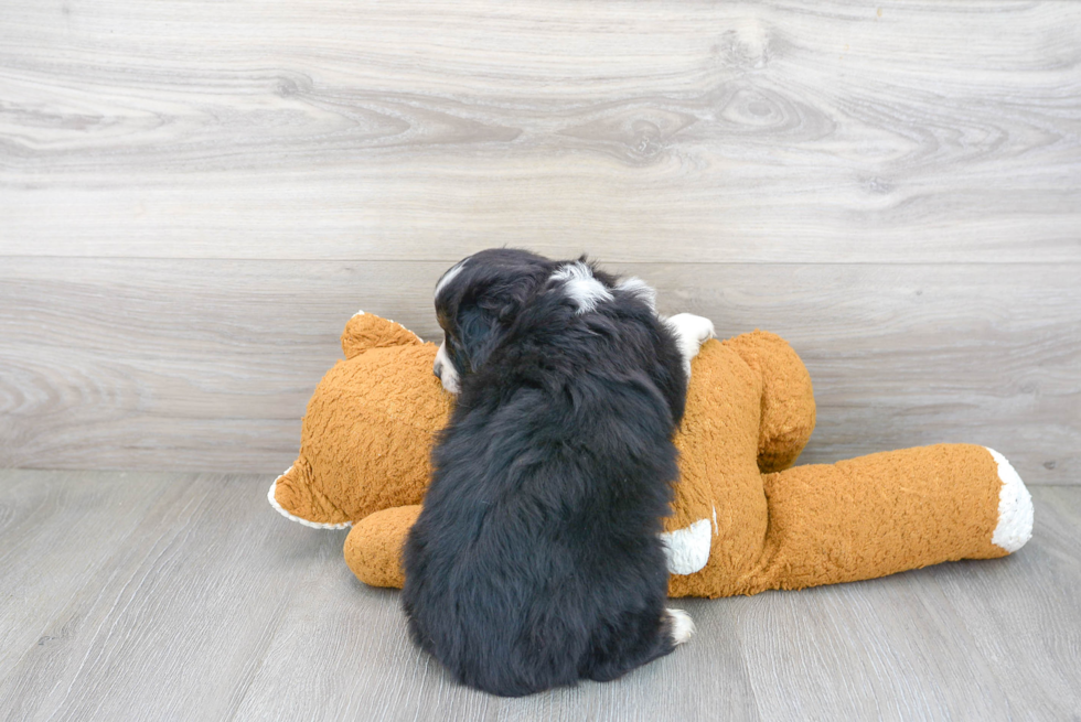 Mini Aussie Pup Being Cute