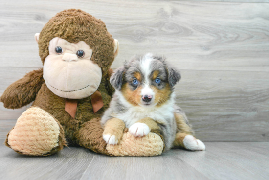 Mini Aussie Puppy for Adoption