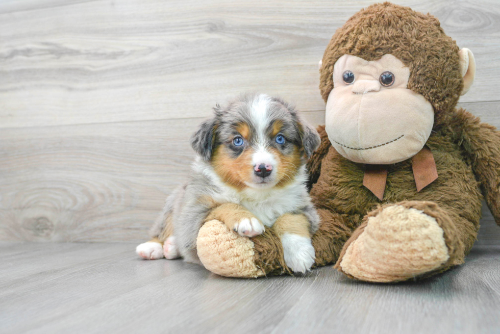 Cute Miniature Austrailian Shepherd Purebred Puppy